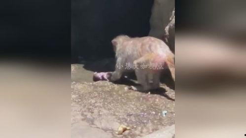 猴子视频爆料大全,热门事件幕后真相全解析  第1张